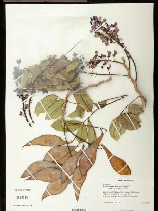 Lonchocarpus violaceus