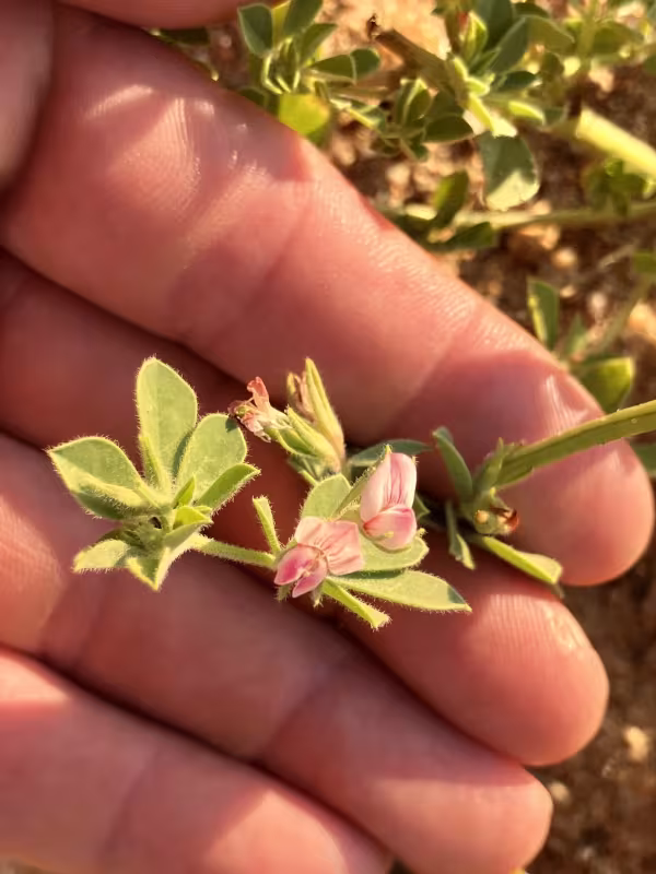 Лядвенец арабский