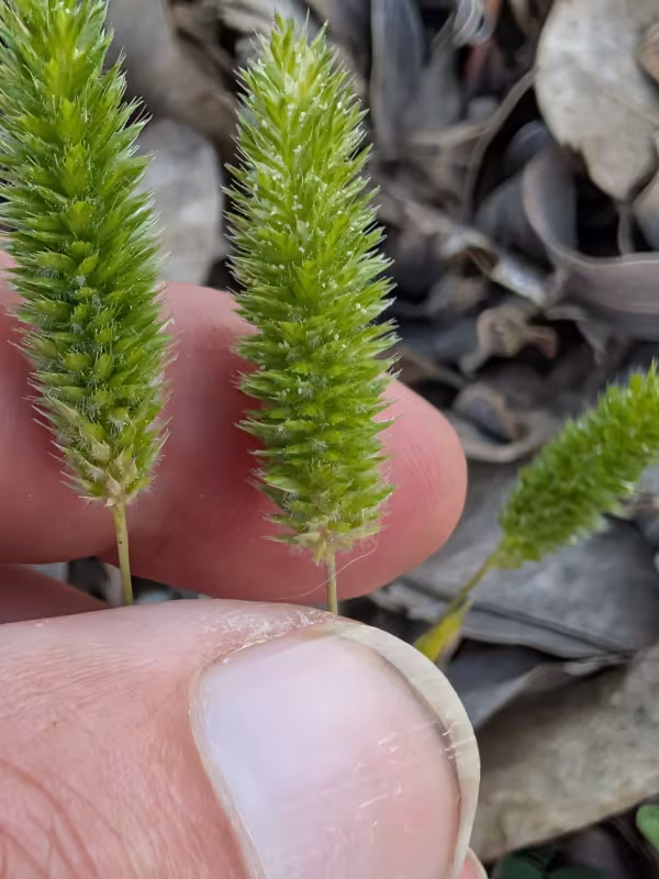 Rostraria smyrnacea