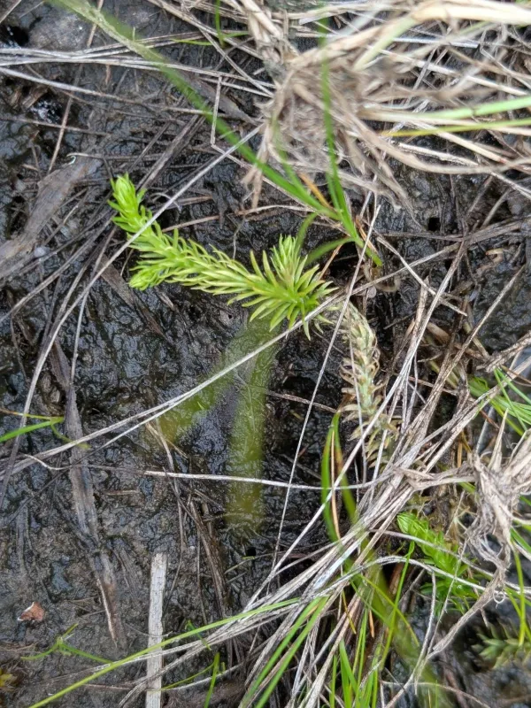 Marsh clubmoss