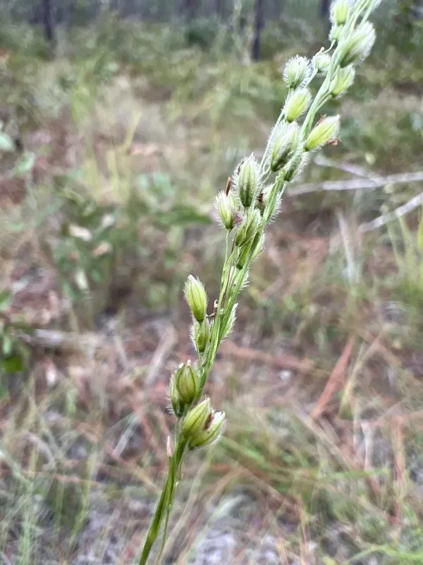 Anthenantia villosa
