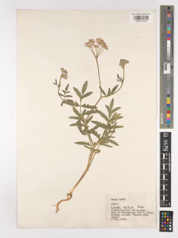 Syrian Lisaea