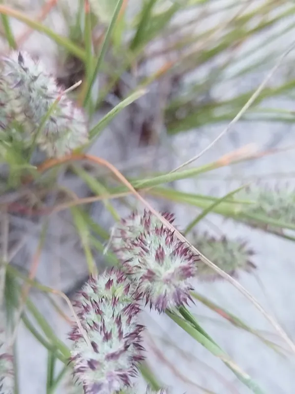 Lasiochloa