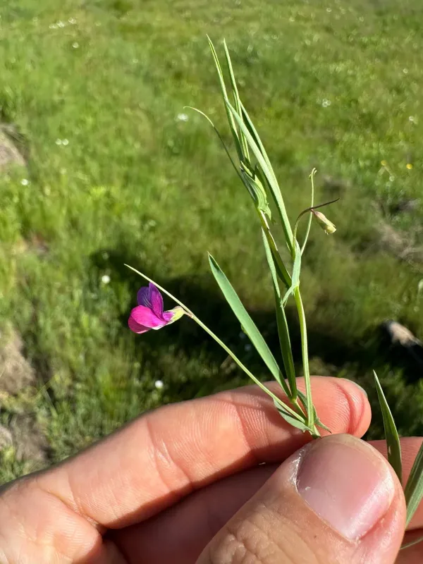 Anglepod pea