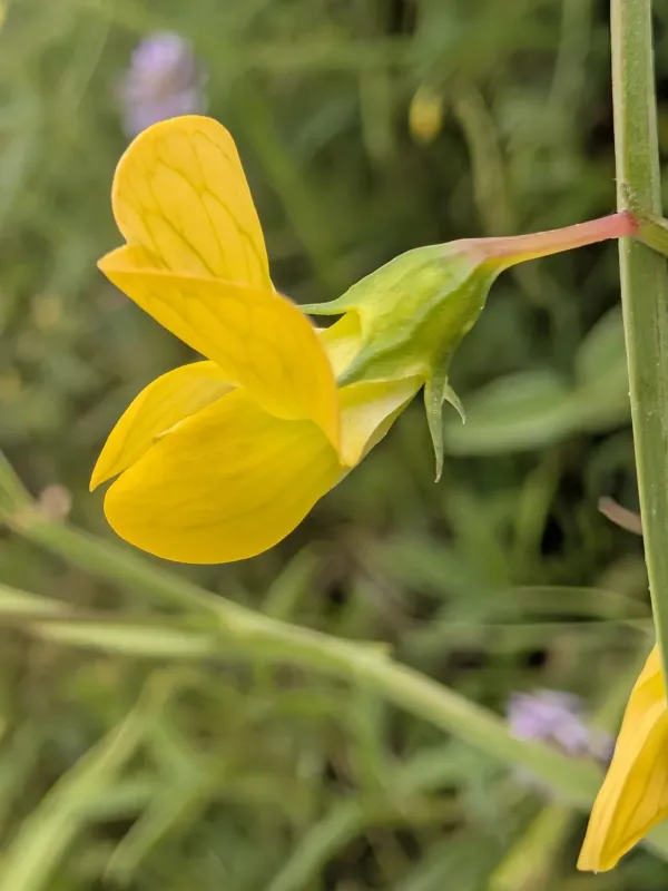Annual vetch