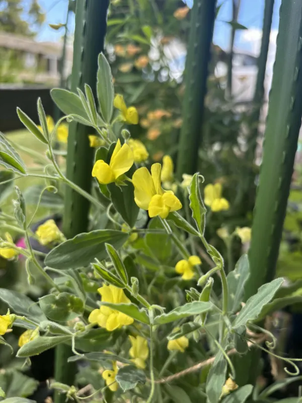 Lathyrus chrysanthus
