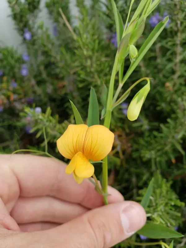 Gorgon vetch
