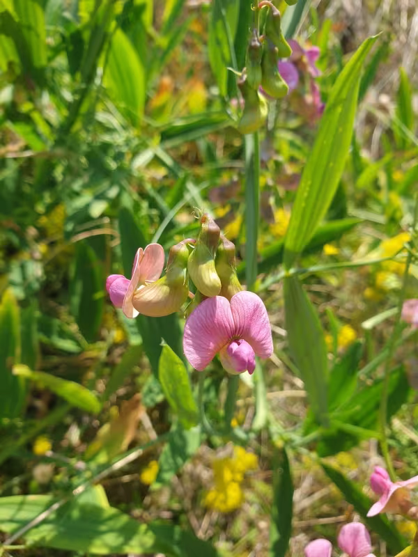 Perennial peavine