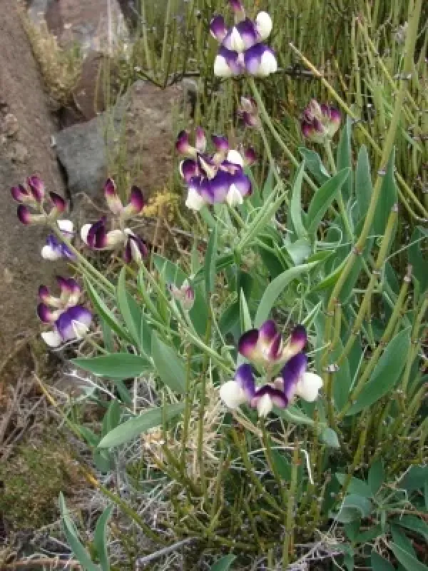 Hooker's pea