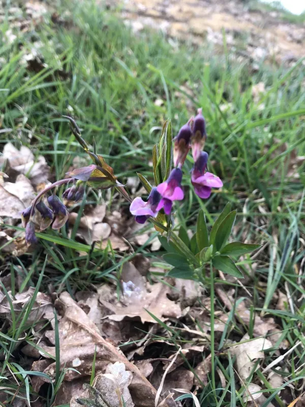 Bitter vetch
