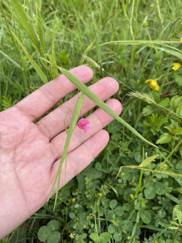 Grass Vetchling