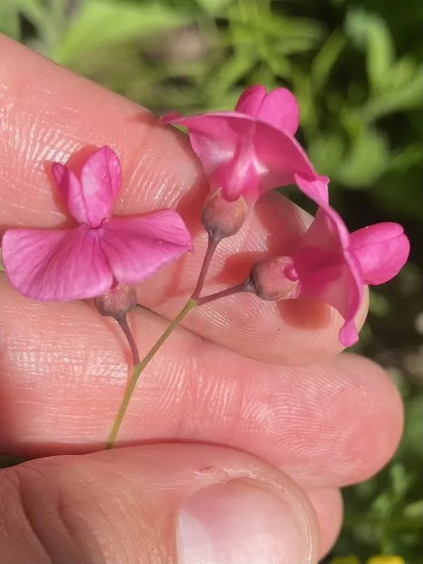 Lathyrus roseus