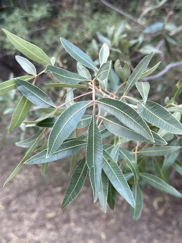 Lithraea aroeirinha