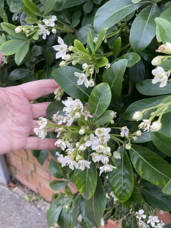 Choisya dewitteana