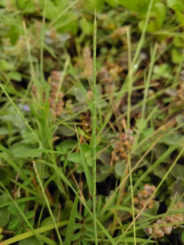 Lepturus repens