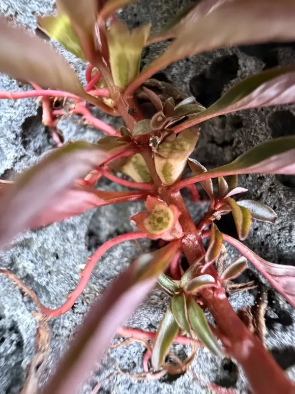 Ludwigia palustris