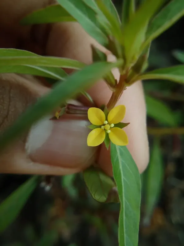 Ludwigia perennis