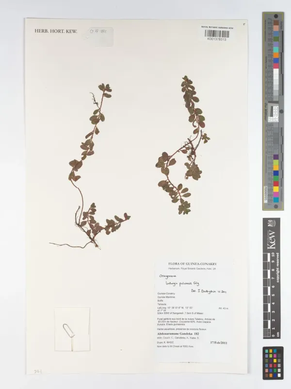 Ludwigia pulvinaris