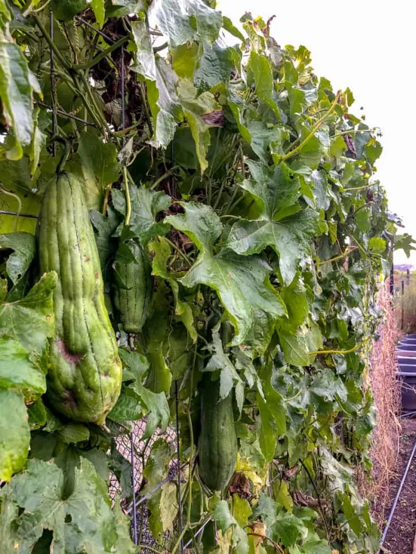 Luffa forsskalii