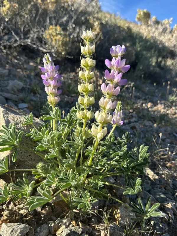 Lupinus microcarpus