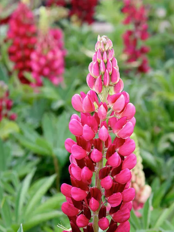 Regal lupine