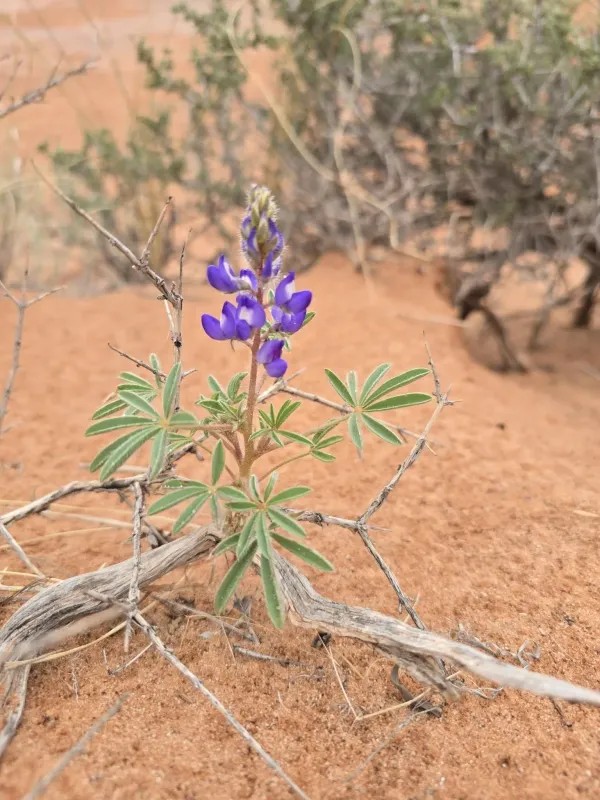 Lupinus pusillus