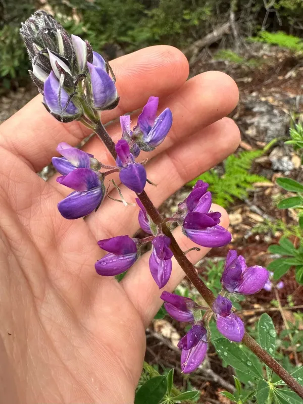 Riverbank lupine