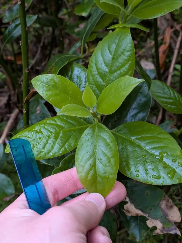 Azores laurel