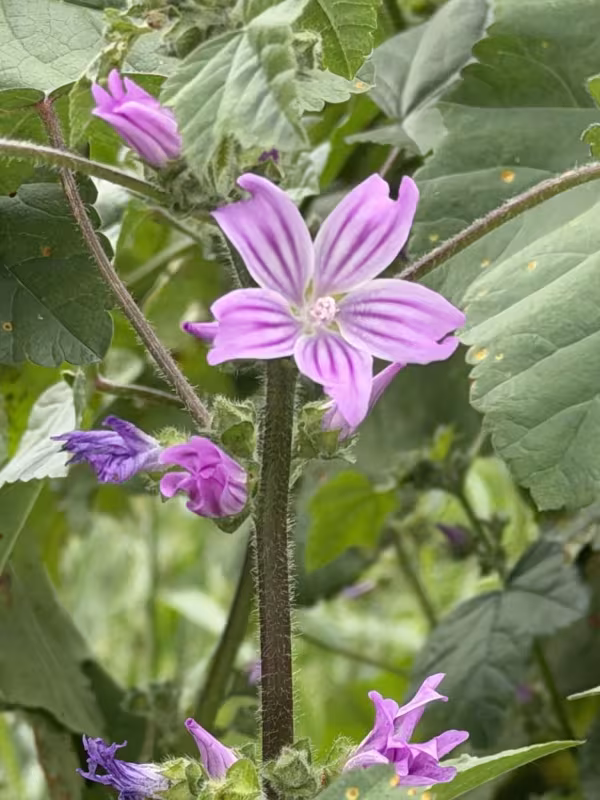 Malva multiflora