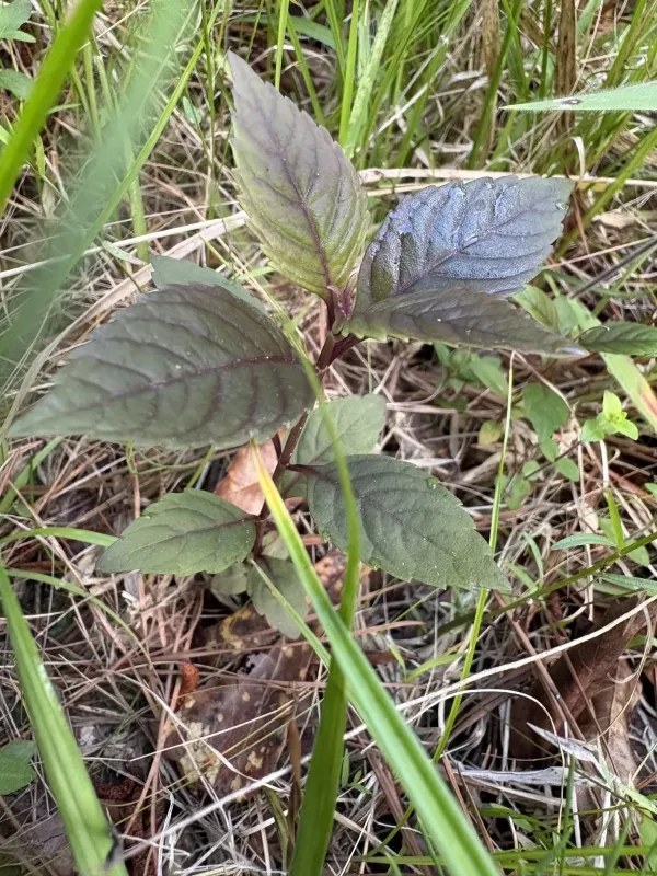 Virginia water horehound