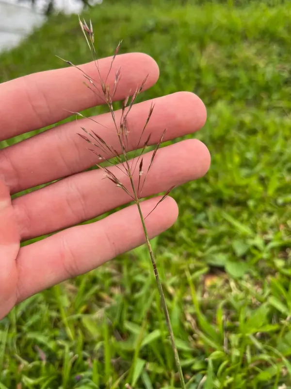 Chrysopogon aciculatus