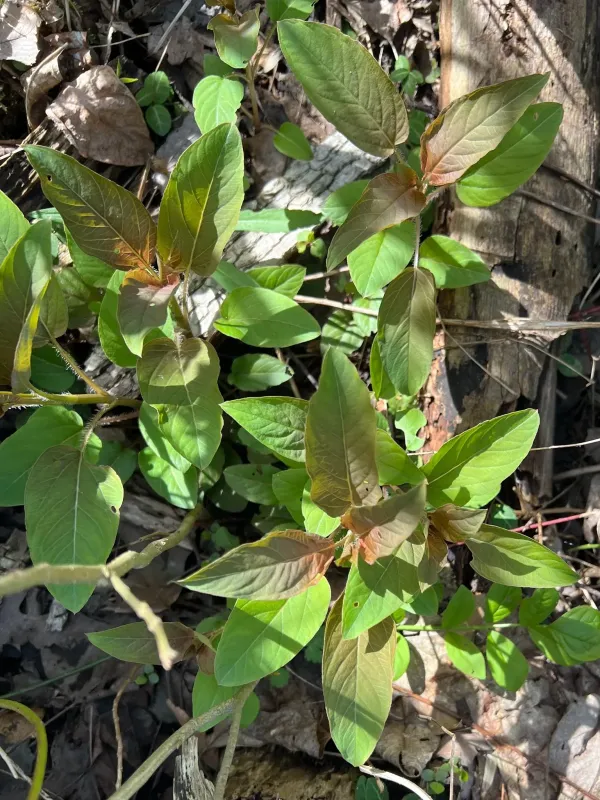 Fringed loosestrife