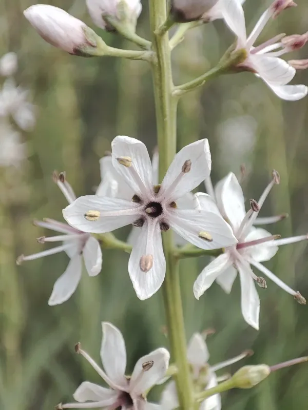 Lysimachia ephemerum