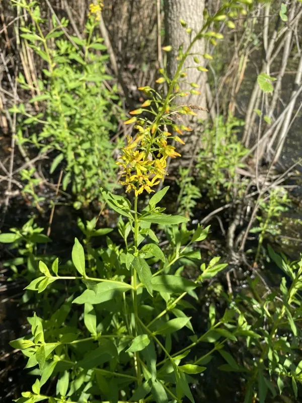 Swamp loosestrife