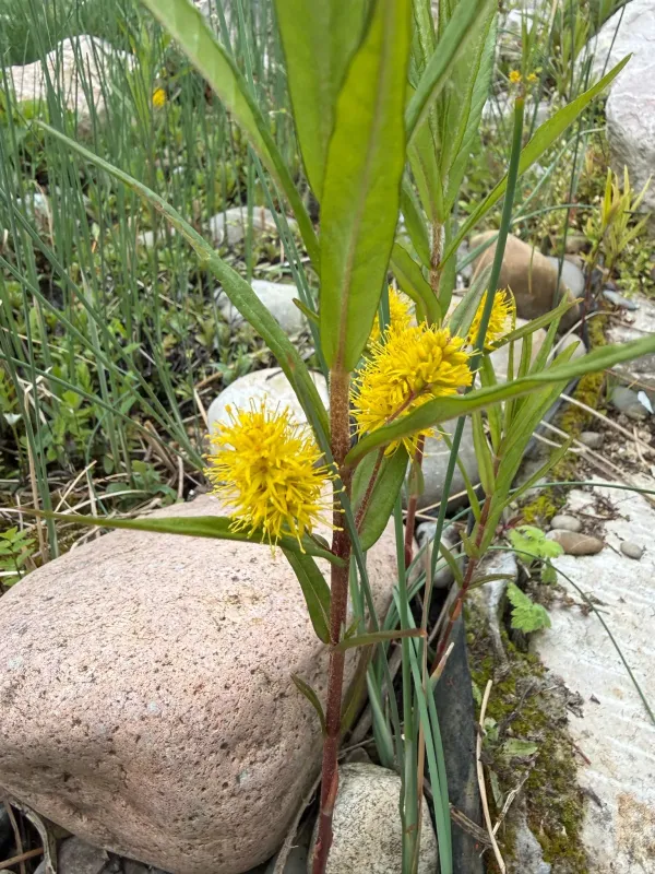 Tufted loosestrife