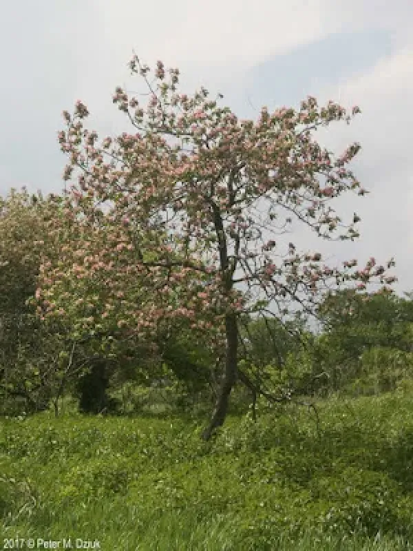 Яблоня Денбера