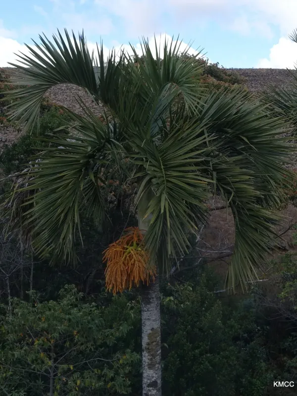 Dypsis decipiens