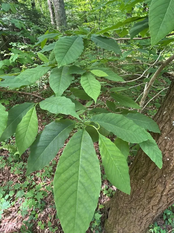 Cucumber tree