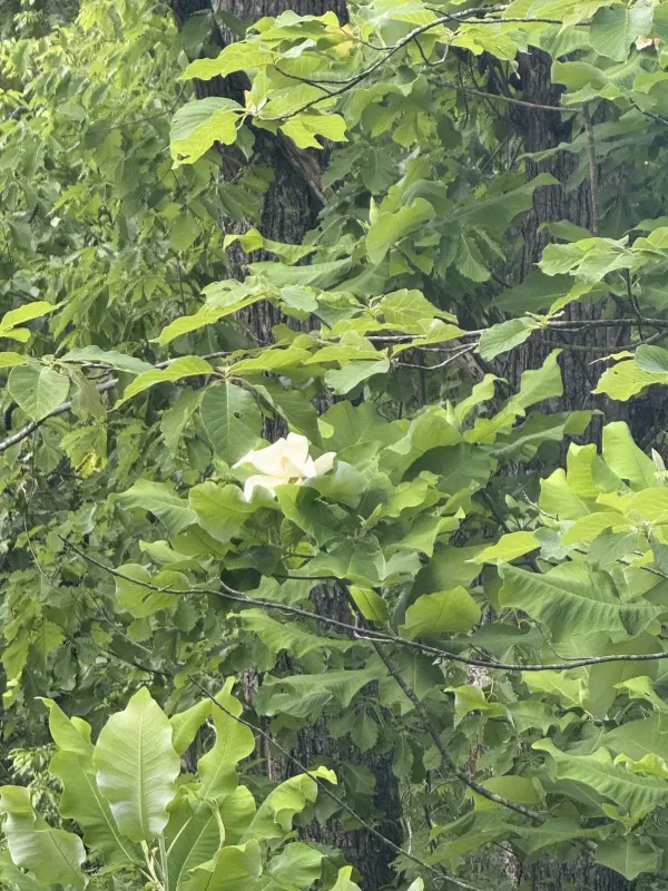 Bigleaf magnolia