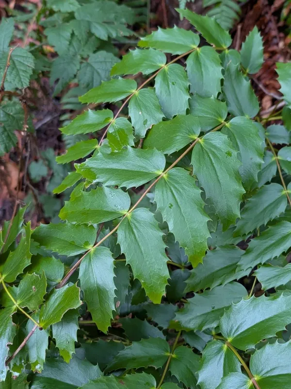 Cascade Barberry