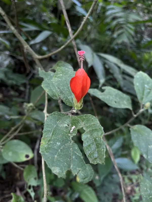 Wax Mallow