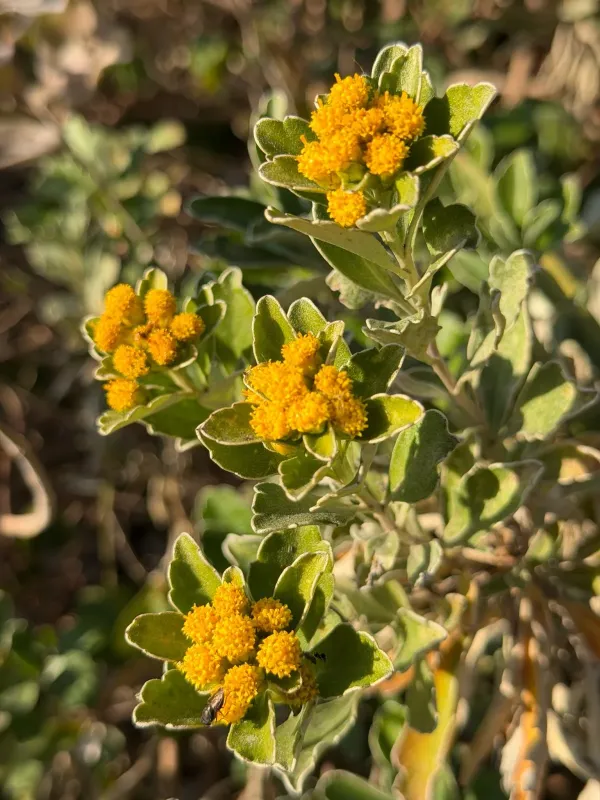 Pacific chrysanthemum hybrid
