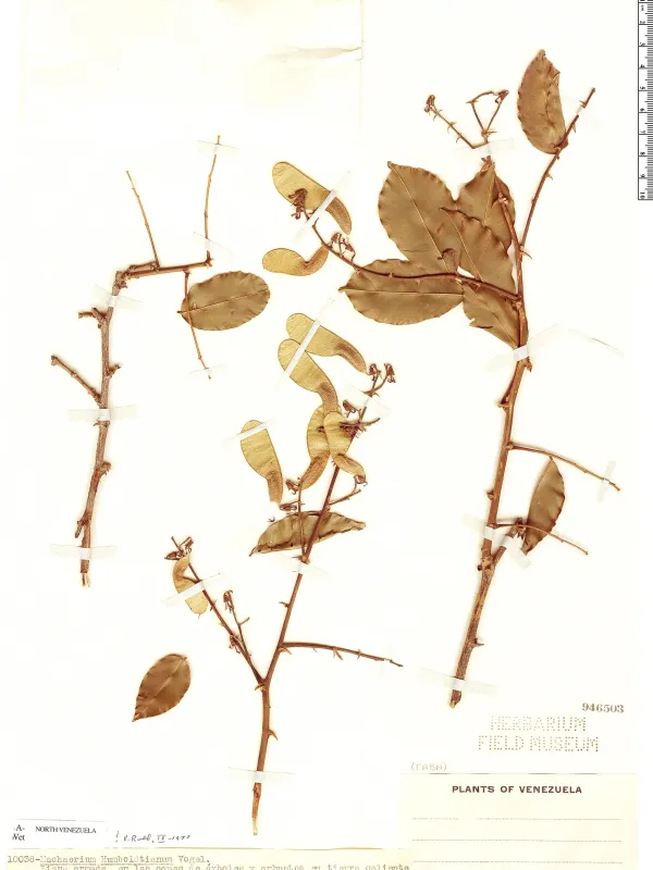Machaerium humboldtianum