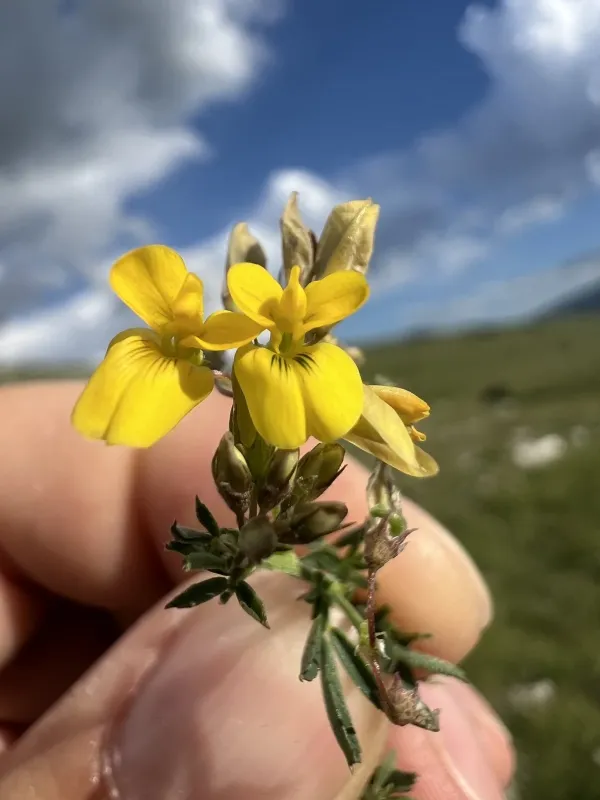 Medicago prostrata