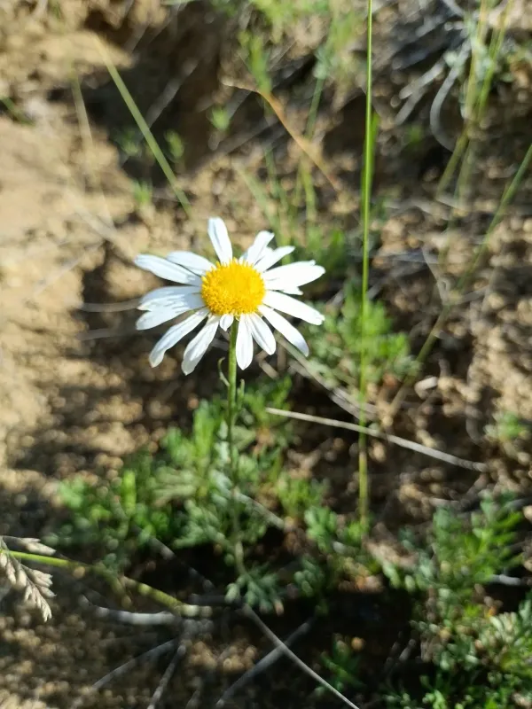 Chrysanthemum zawadskii