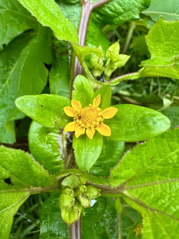Melampodium perfoliatum