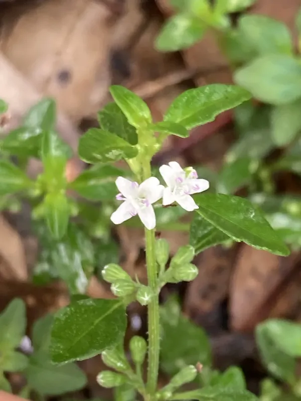 Mentha satureioides