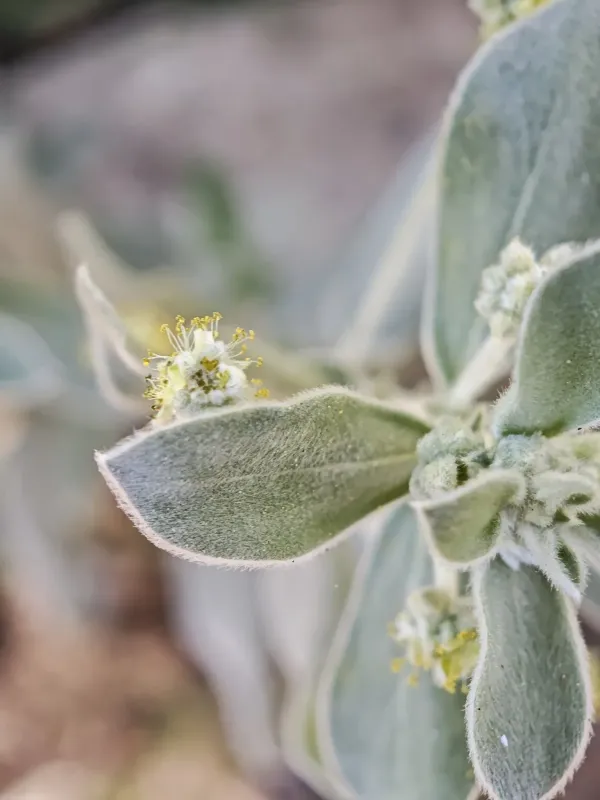 Mercurialis tomentosa