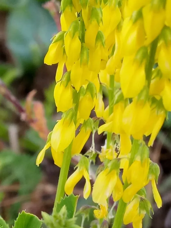 Annual yellow sweet clover
