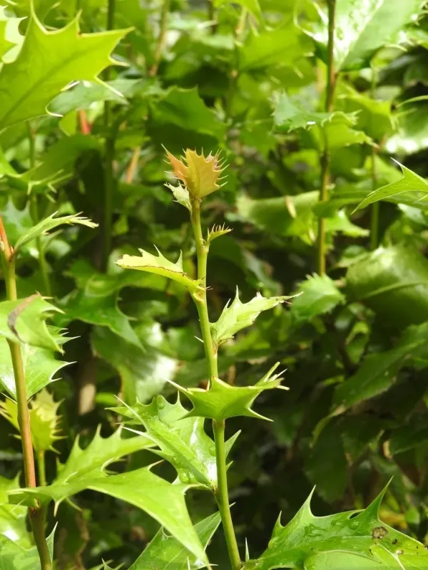 Mahoberberis aquisargentii